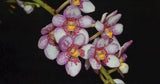 Sarcochilus Hartmanii X Red Delicious Raspberry Pink Orchid NEW GROWTH 2Ó Pot Orchids