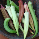 50 RAINBOW OKRA SEEDS -MIX OKRA VEGETABLE garden Seeds - Non-GMO, Heirloom USA Garden Plants