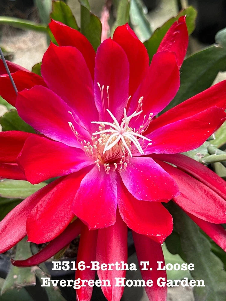 Orchid cactus flower in vivid red-pink with long pink stamens