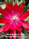 Rooted Epiphyllum Orchid Cactus ÒBertha T. Loose) Growing In 4Ó Starter Pot. Orchids