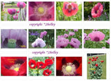 3 Best Seller Mix Taz Afghan Turkish Papaver S.  10,000 Poppy seeds PoppyQueen__ Garden Plants