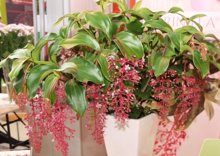 **BELLA** Magnifica Medinilla Plant~Live Well Rooted STARTER Plant~ VERY RARE Orchids