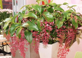 **BELLA** Magnifica Medinilla Plant~Live Well Rooted STARTER Plant~ VERY RARE Orchids