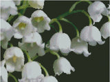 Lily of the Valley Flower Counted Cross Stitch Chart No.20-119 Lily