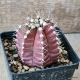 D5700 GYMNOCALYCIUM MIHANOVICHII pot9-H7-W6 cm MaMa Cactus Green Plant