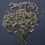 Organic Pressed Flowers Ð DIY Resin Art Floral Crafts Ð 100/200/500 Flowers lots Dried Flower