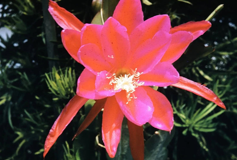 Orchid cactus bloom with pink and orange petals in a pot