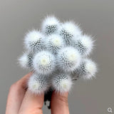 Multiple heads cactus Succulent plants potted  Plants Garden plant 7-9cm Garden Plants