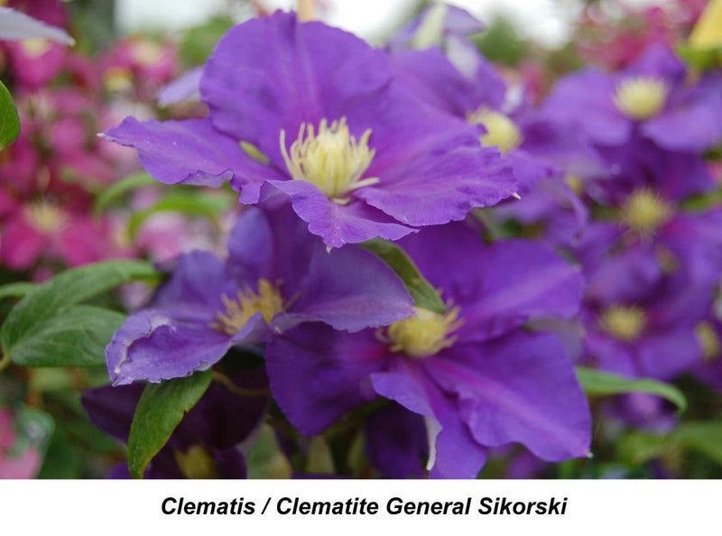 Seed Clematis General Sikorski Velvet ClŽmatite BIG 6-8 Inch Dark LAVENDER Vine Flowering Plants