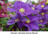Seed Clematis General Sikorski Velvet ClŽmatite BIG 6-8 Inch Dark LAVENDER Vine Flowering Plants