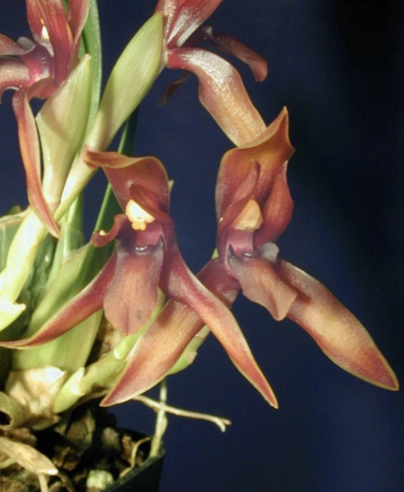 Fragrant Maxillaria orchid with maroon and tan star-shaped blooms and yellow centers