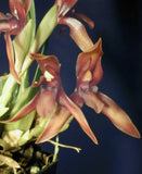 Fragrant Mexican species - Maxillaria cucullata Orchids