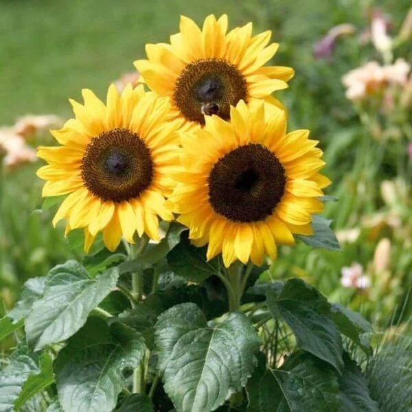 Sunflower Miniature Seeds, Imported Seeds 80-100 Sunflower