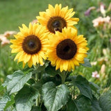 Sunflower Miniature Seeds, Imported Seeds 80-100 Sunflower