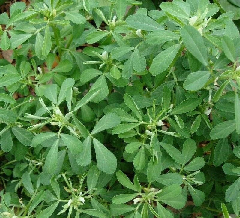 FENUGREEK SEEDS 100+ for growing HERB garden INDIA Culinary SPICE FREE SHIPPING Garden Plants