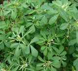 FENUGREEK SEEDS 100+ for growing HERB garden INDIA Culinary SPICE FREE SHIPPING Garden Plants