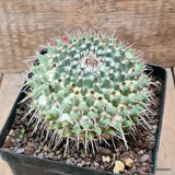 D6454 MAMMILLARIA AMAJACENSIS pot12-H7-W11 cm MaMa Cactus Green Plant