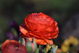 Ranunculus Red Shades Bulbs Ð 50 Jumbo Flowering Bulbs, Spring Color Ð From HPN Ranunculus