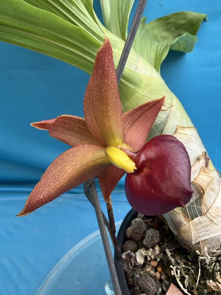 Potted orchid with reddish-brown and maroon blooms and yellow centers in a soil-filled pot