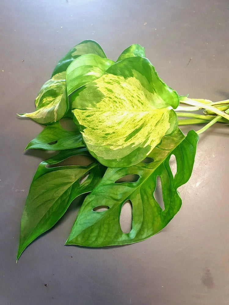 Manjula Pothos / Swiss cheese monstera 3 leaf cuttings each with nodes/air roots Green Plant