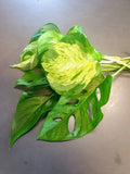 Manjula Pothos / Swiss cheese monstera 3 leaf cuttings each with nodes/air roots Green Plant