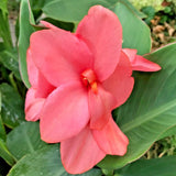 12 MANGO CANNOVA CANNA SEEDS Garden Plants