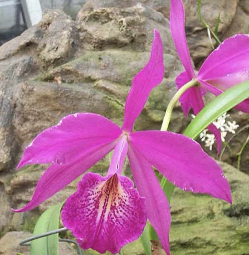 Purple orchid flower with ruffled, speckled white-and-violet lip