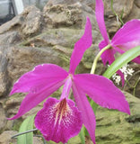 Brassocattleya Fuchs Star,(Brassavola nodosa x Cattleya maxima) Orchids