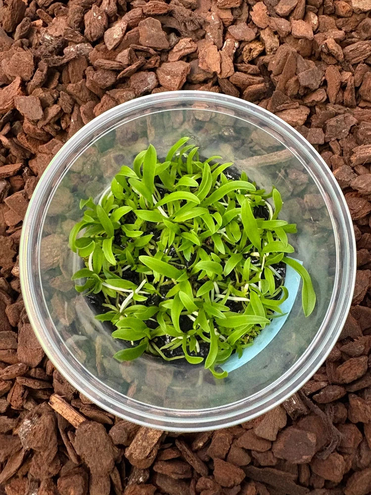 Orchid seedling in clear round container with bright green leaves