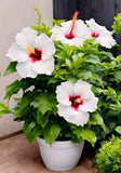 Hibiscus Orchids