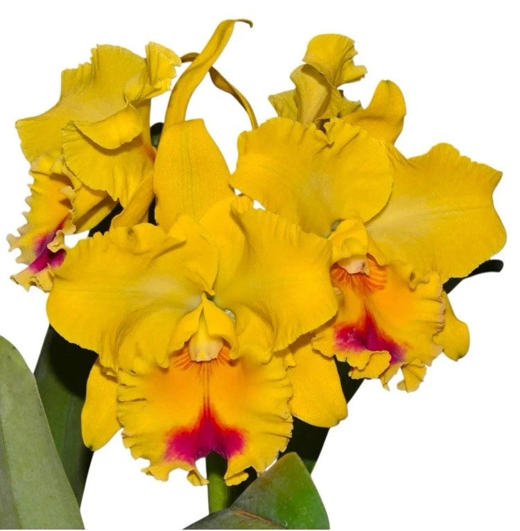 Yellow orchid flowers with purple-red centers on a green plant stem