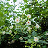 Nyctanthes Arbor Tristis 10 Seeds, Fragrant Night Jasmine Shrub or Small Tree Flowering Plants