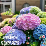 35 Mixed Color Hydrangea Seeds Vibrant Blooms in Blue, Pink & Purple for Garden Hydrangea