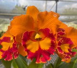 Rlc Duh's Smile 'The King' near blooming size cattleya orchid clone.... Orchids