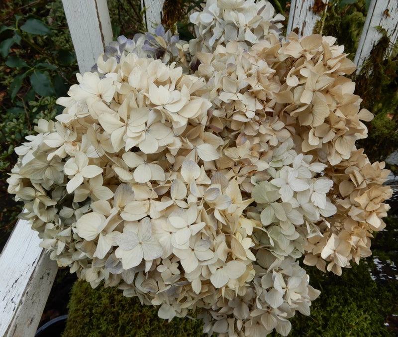 10  Dried Hydrangea Flowers Antique Cream Blush DIY  Wedding Craft Floral Hydrangea