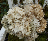 10  Dried Hydrangea Flowers Antique Cream Blush DIY  Wedding Craft Floral Hydrangea