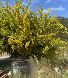 Goldenrod dried flowering tops Appalachia VA Dried Flower