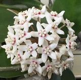 ON SALE!!  Hoya Publicalyx - HANGING BASKET - WELL ESTABLISHED - 3 PLANTS! Orchids