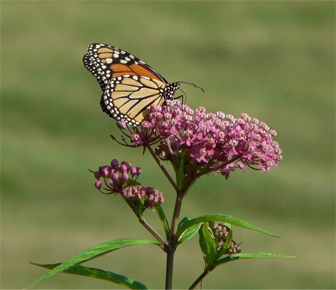 MILKWEED SEEDS * CULINARY*MEDICINAL *  BUTTERFLY MAGNET * Flowering Plants