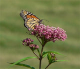 MILKWEED SEEDS * CULINARY*MEDICINAL *  BUTTERFLY MAGNET * Flowering Plants