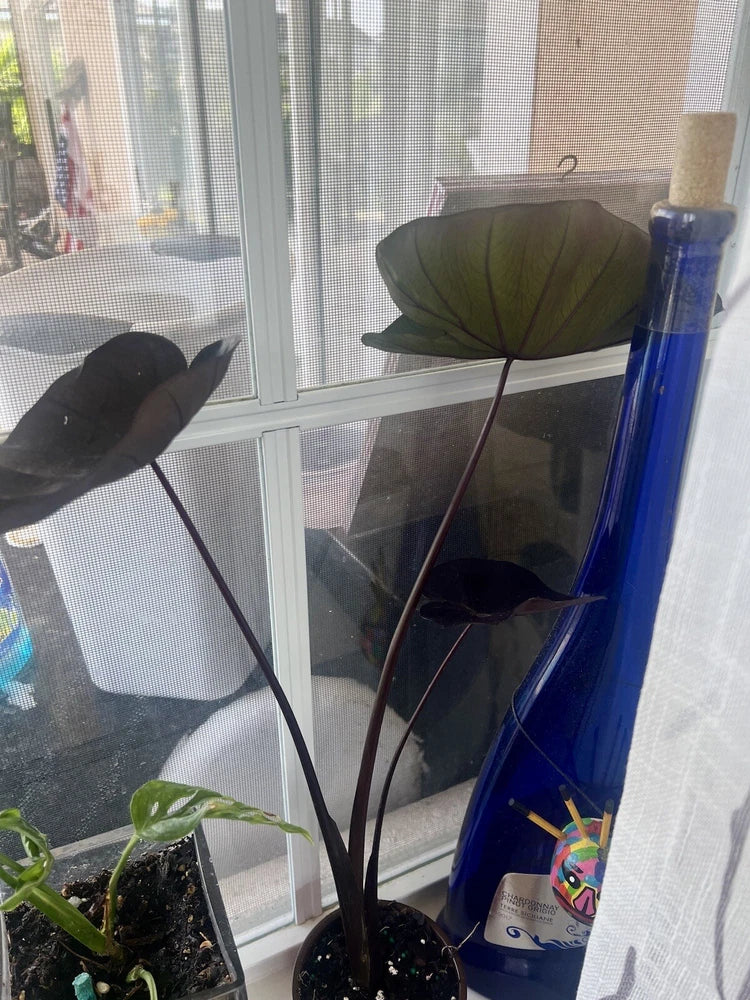 Elephant ear plant in black pot with broad dark leaves, soil included