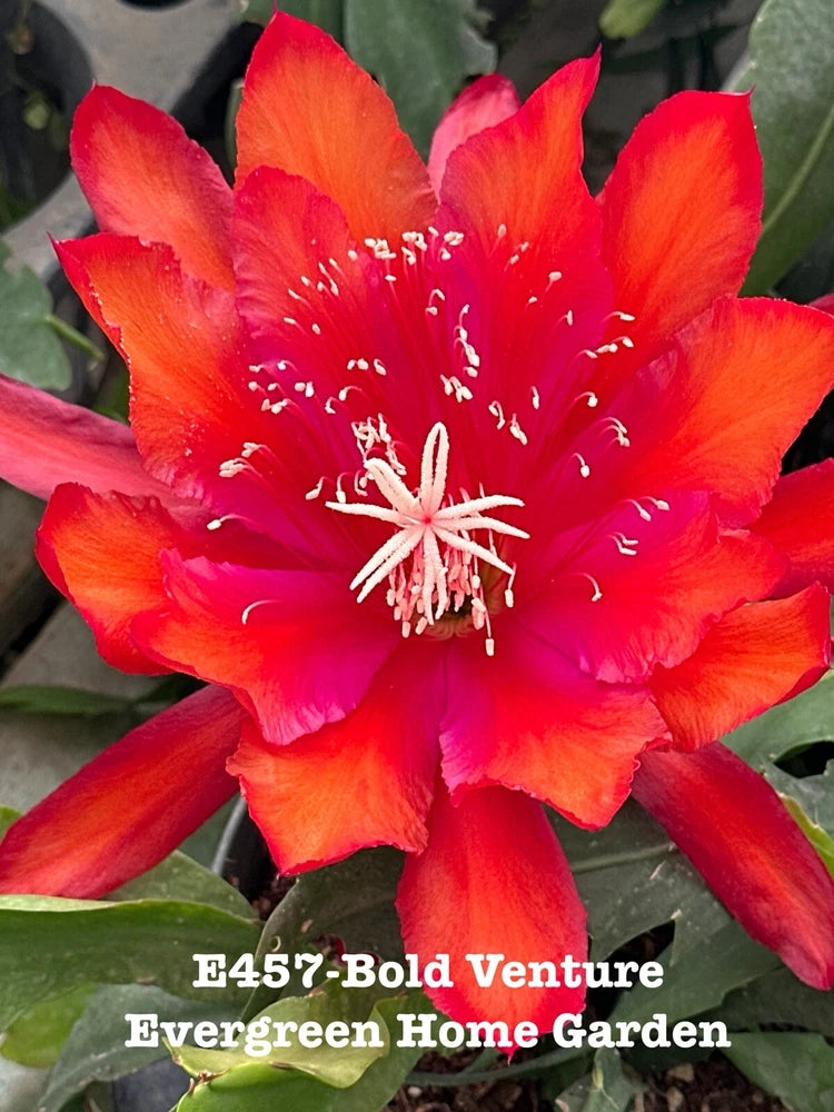 Epiphyllum orchid cactus in starter pot with large red-orange flower and green pads