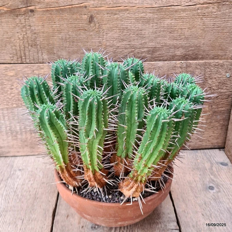 D6485 EUPHORBIA FEROX pot20-H28-W34 cm MaMa Cactus Green Plant