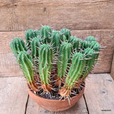 D6485 EUPHORBIA FEROX pot20-H28-W34 cm MaMa Cactus Green Plant