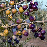 Buy 1 get 1 free, Olive Tree starter plant, 4-6 inches tall, well rooted Green Plant