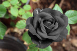 5 BLACK ROSE Rosa Bush Shrub Perennial Flower Seeds *Flat S/H Flowering Plants