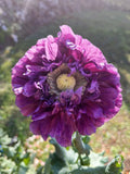500 LILAC Pompom PEONY POPPY Papaver Laciniatum Purple Pompon Flower Seeds Flowering Plants