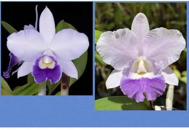 Mini Catt Indigo Love x C . Mini Blue Star , Blue Cattleya !!! Orchids