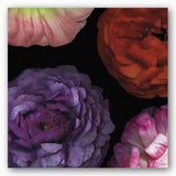 Ranunculus I Left Pip Bloomfield Art Print 18x18 Ranunculus
