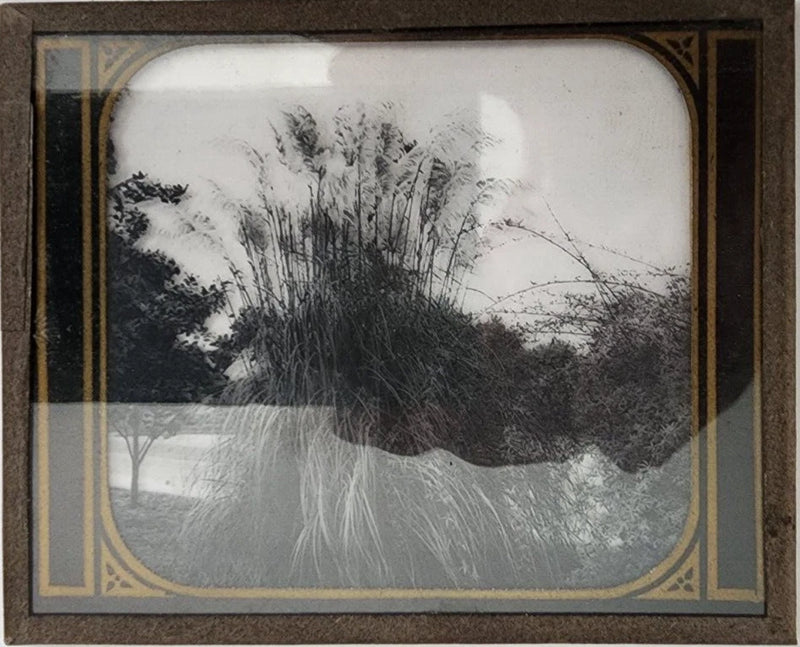 Antique Magic Lantern Slide #5080 Pampas Grass Pasadena California c.1900s Pampas Grass